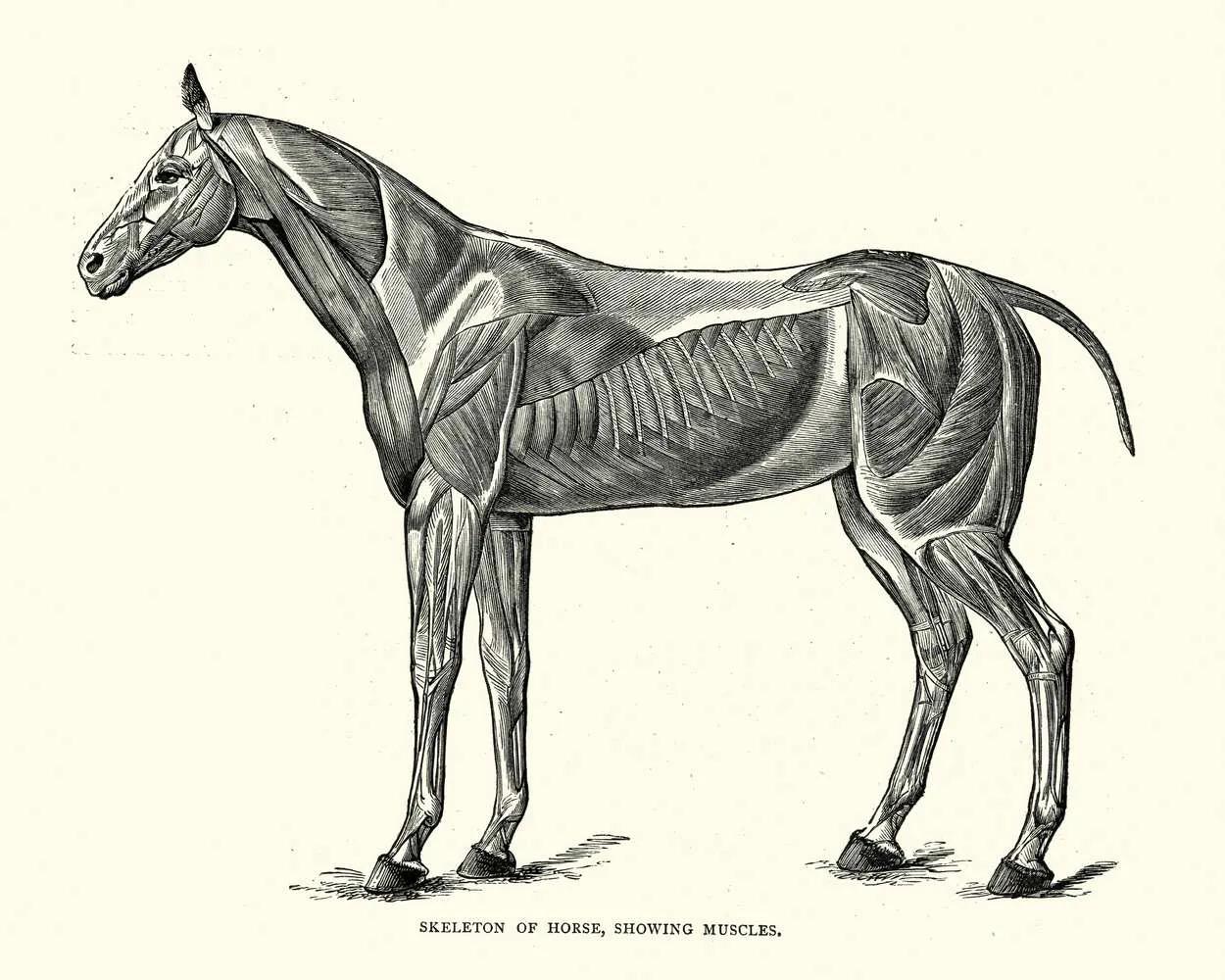动物身上的特殊器官,动物的器官有哪几个