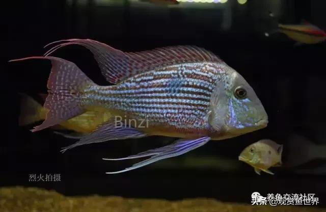 食土鲷一般多大尺寸,食土鲷哪个品种小一点