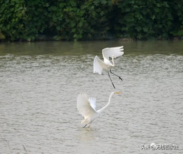 澶х編鏃犳瀬楂樻竻鐩存挱,澶х編鏃犳瀬