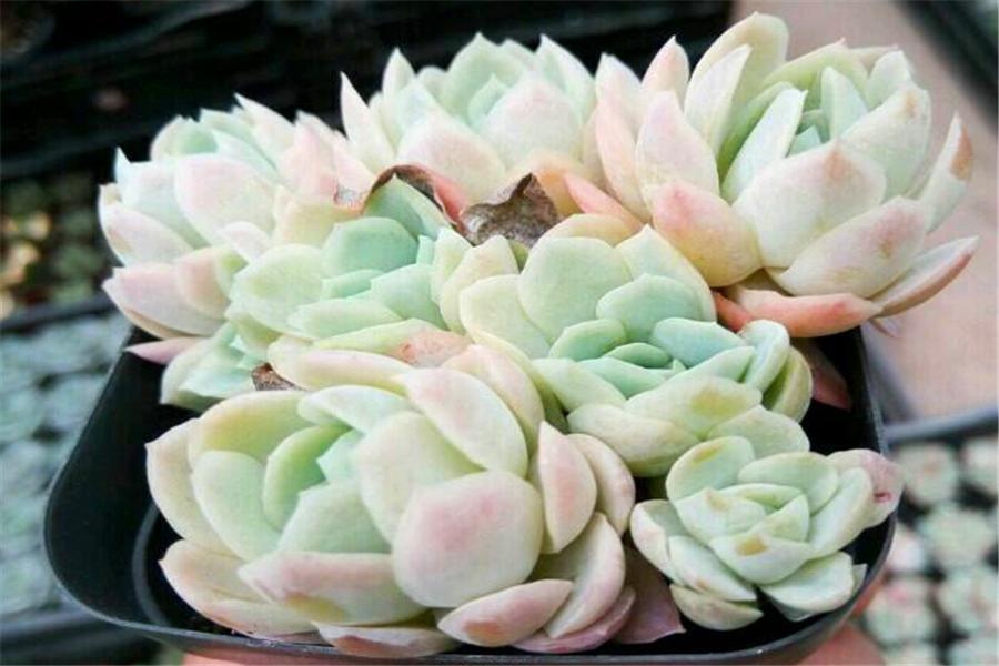 多肉冰梅怎么修成手捧型,把多肉养成像荷花一样