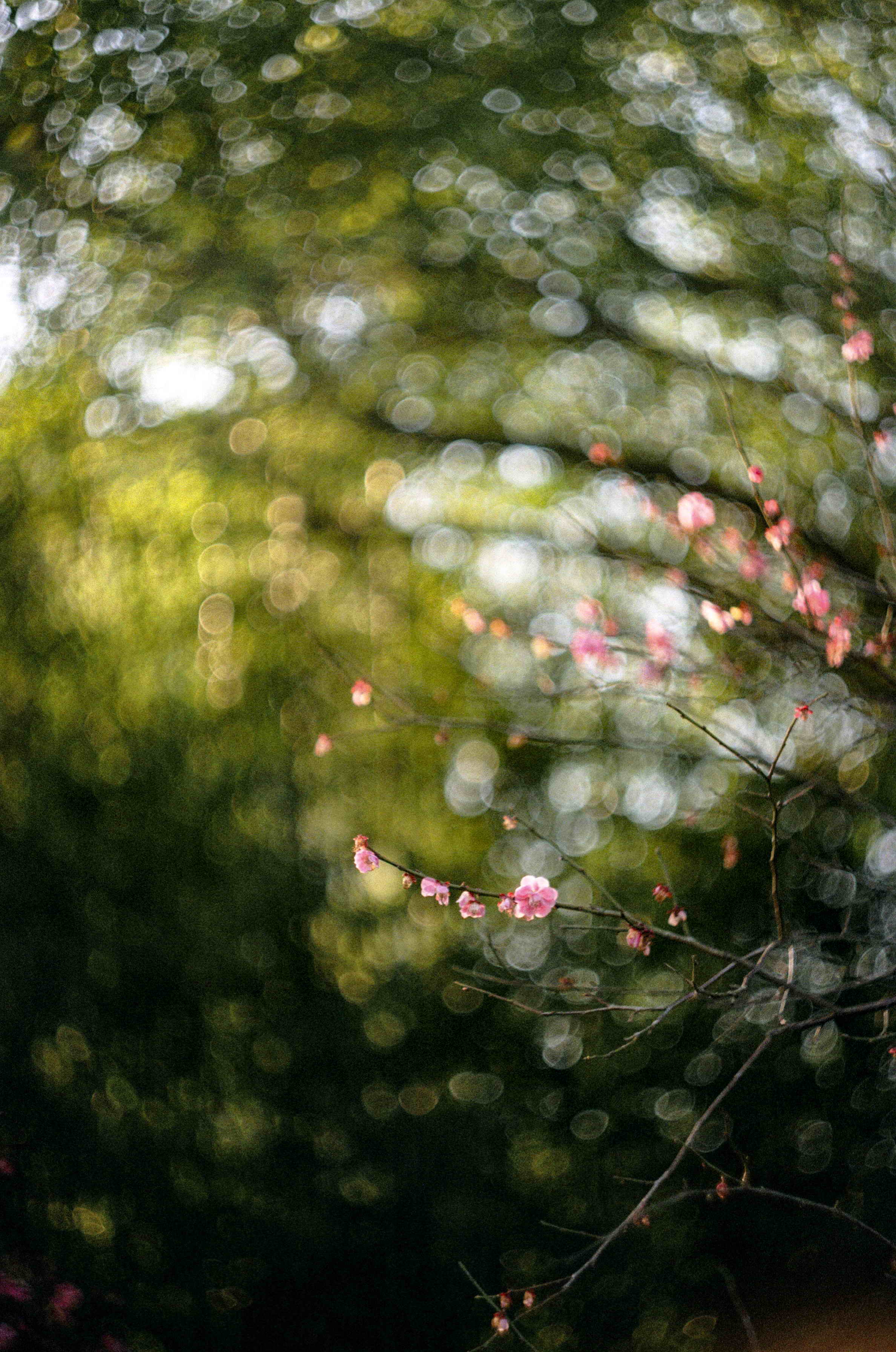 是谁发明了彩色相机,康泰时相机发展史