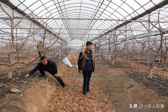 樱桃爸爸打了娇娇一巴掌,樱桃爸爸怒扇耳光