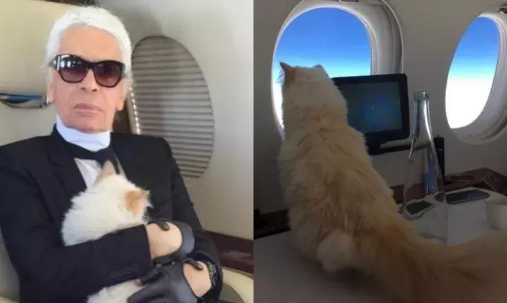 老佛爷的猫继承多少遗产,老佛爷去世了猫继承了多少遗产