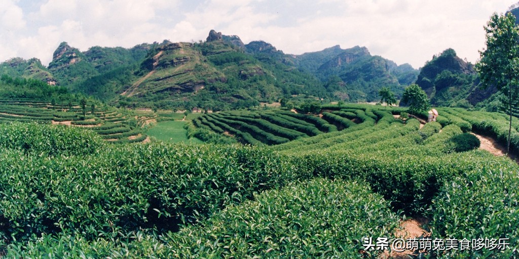 上饍·御上茗|清风不请,自然徐来,谷雨茶时,春意葱茏