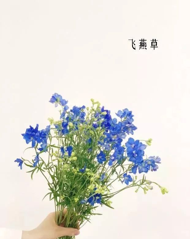 花店里同款的两种不同价格的花材,花店最容易被顾客误解的几种花材