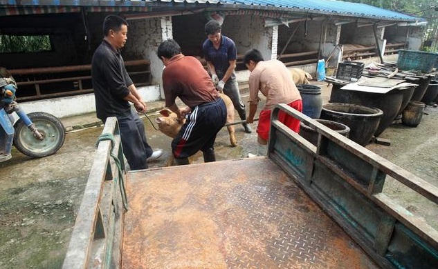 养猪需要办什么证最新政策,农民养猪怎样合法