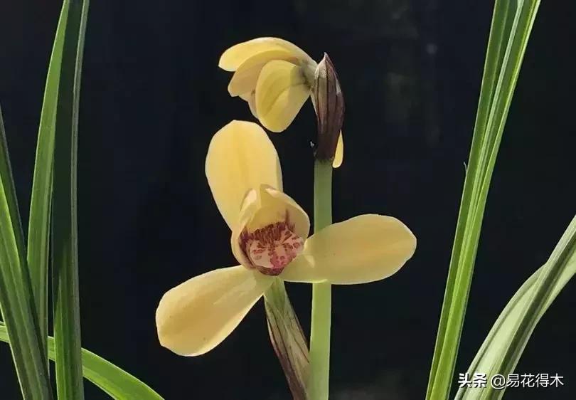 莲瓣兰的花和春剑的花有什么区别,春剑春兰莲瓣兰豆瓣兰怎么区分