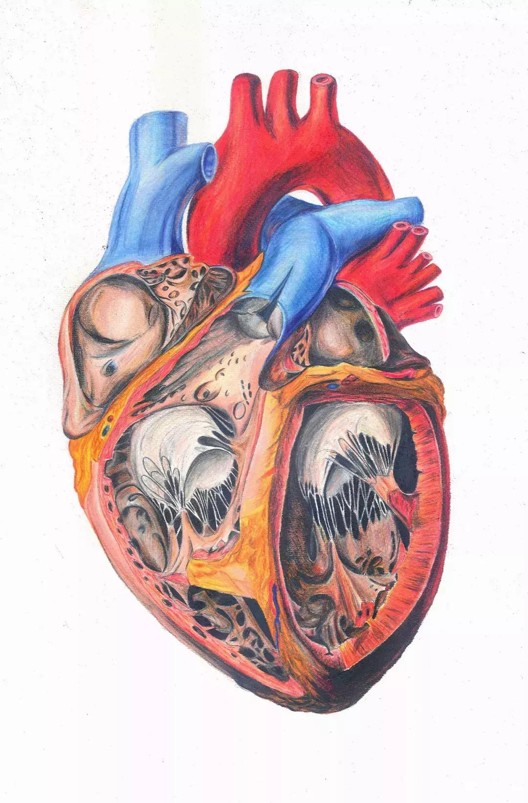 兰大医学生手绘解剖图,南方医科大学学生手绘解剖图