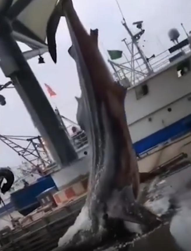 江苏渔民误捕4吨重大鲨鱼,捕鱼人捕到鲨鱼为什么被扔回海里