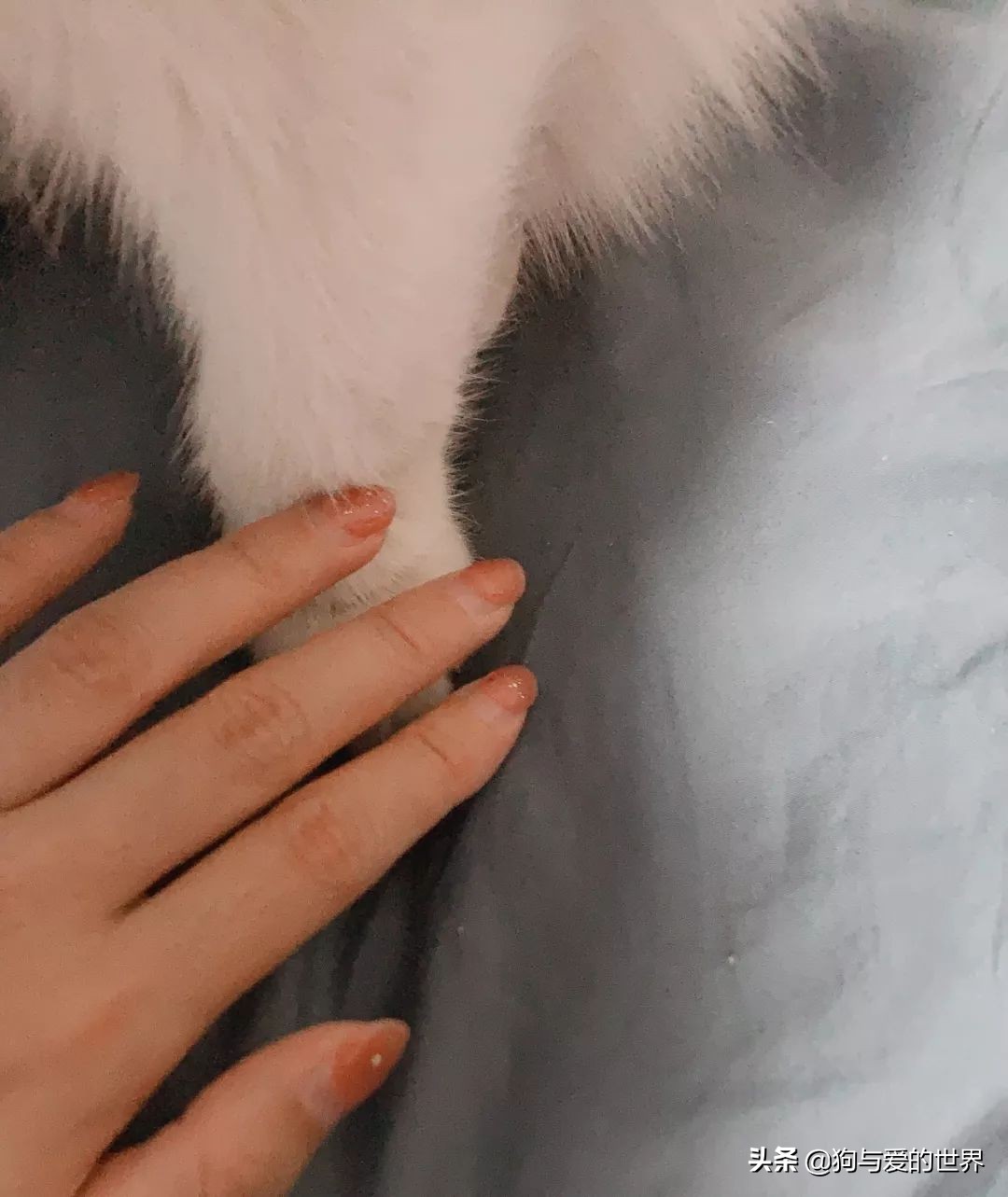 猫猫为什么喜欢躲在暗处扑人,猫猫为什么把爪子藏起来