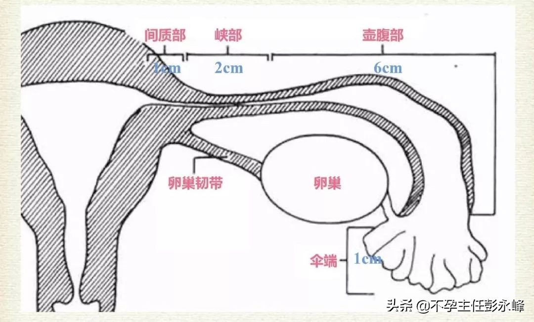 卵巢是女人的子宫吗,卵巢子宫是一回事吗