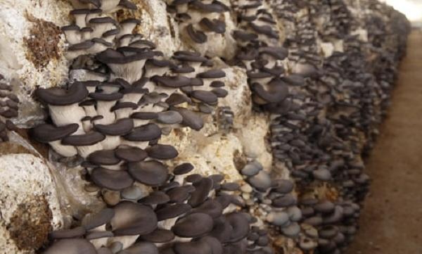 平菇种植过程要不要泼水,平菇怎样种植和管理