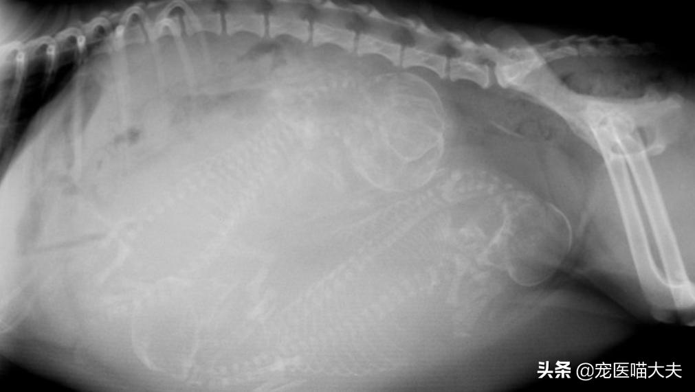 怎么正确判断狗狗怀孕多少天,狗狗怀孕40多天饮食方面怎样最好