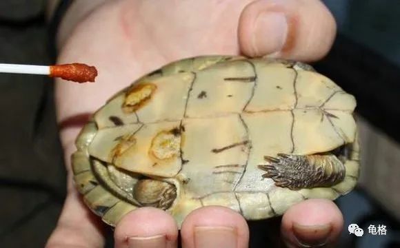 聚维酮碘溶液给乌龟治腐甲怎么用,聚维酮碘乌龟腐皮腐甲使用方法