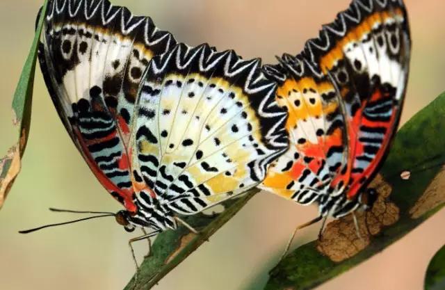 海南海里的特产动物,海南特有的珍稀动物