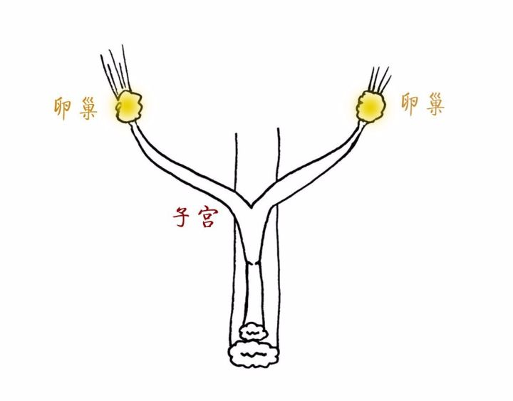 猫咪绝育后性格会改变吗,猫咪什么时候做绝育最好