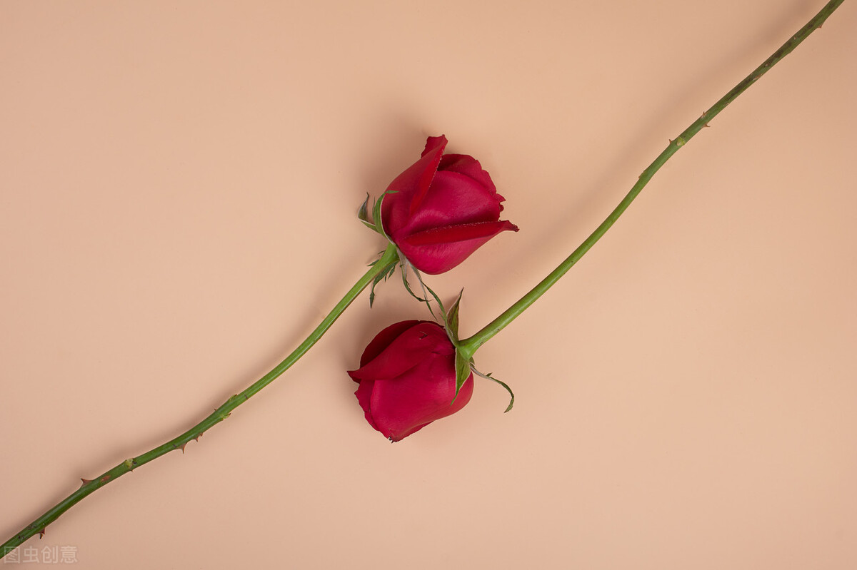 好的爱情是什么样子图片,最好的关于爱情的书籍