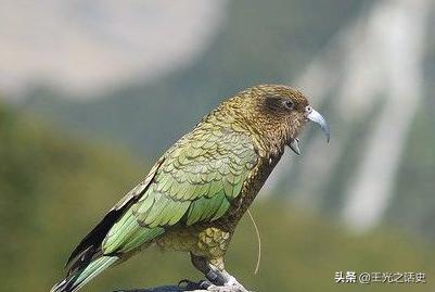 新西兰有多贴近大自然,新西兰是个神奇而令人向往的地方