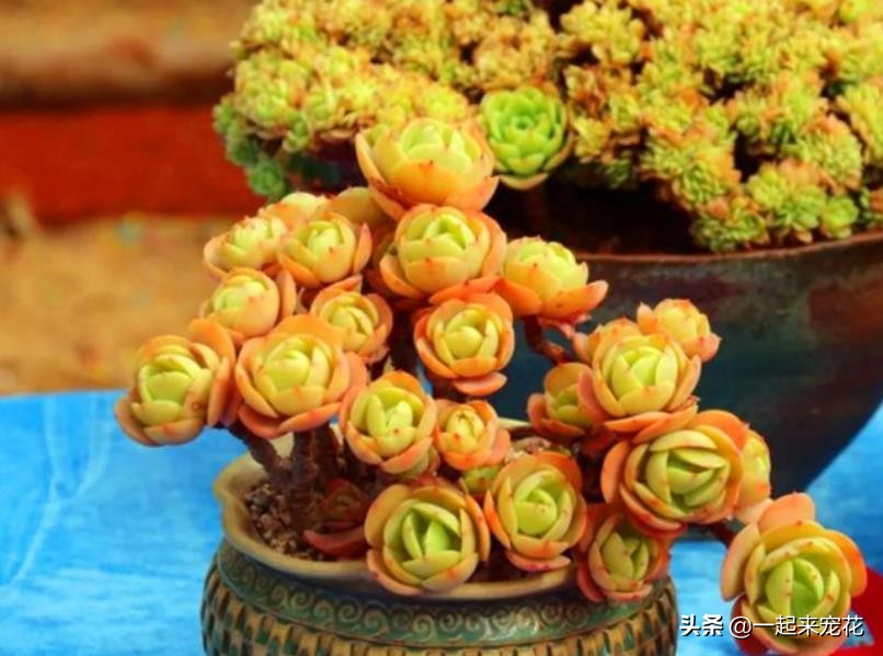 多肉碧桃叶子有黑边,碧桃多肉叶子化水怎么办