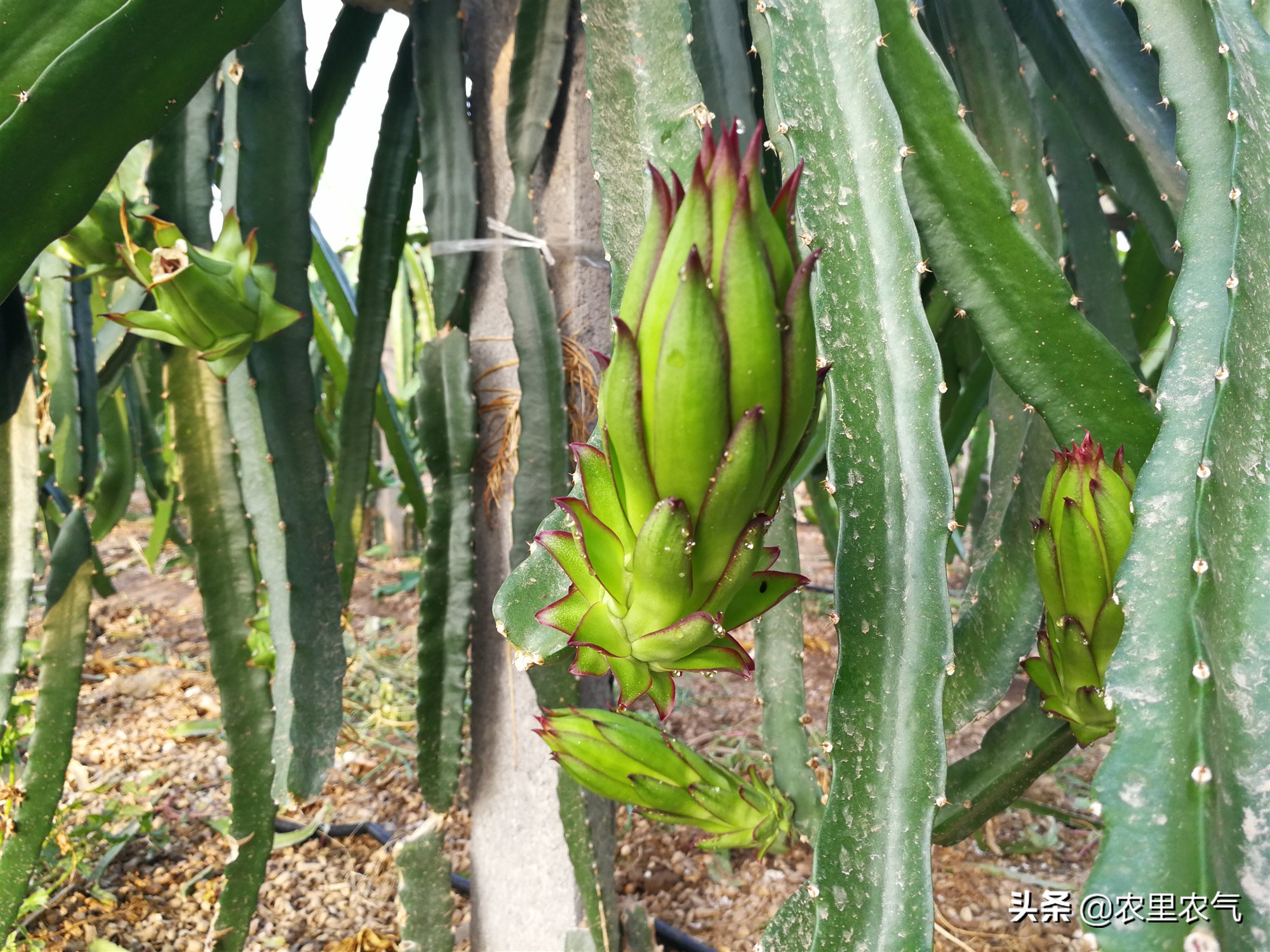 关于农业种植火龙果,火龙果的丰收方法