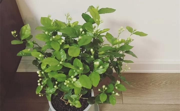 刚到家的花很好没多久就黄叶,买回来的花很快就蔫的原因