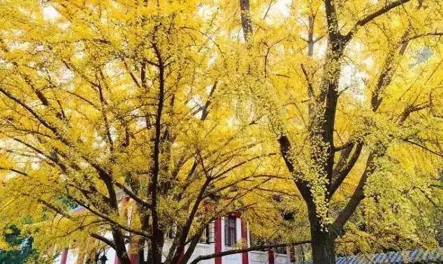 女排11连胜新闻联播,南师大排球比赛直播回放