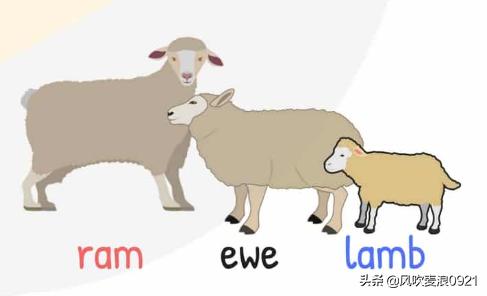 儿童跟读学英语动物单词,看图记单词学口语