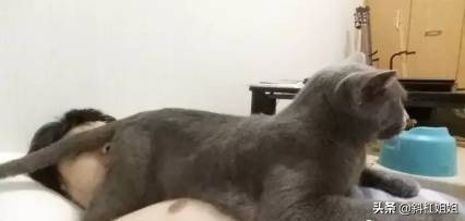 国外一只猫每天自己外出,国外一只猫经常露出奇怪表情