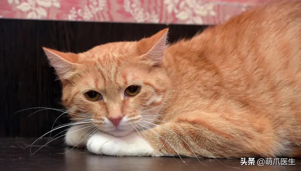 猫咪软便和拉稀的区别是什么,猫咪软便拉稀是如何处理