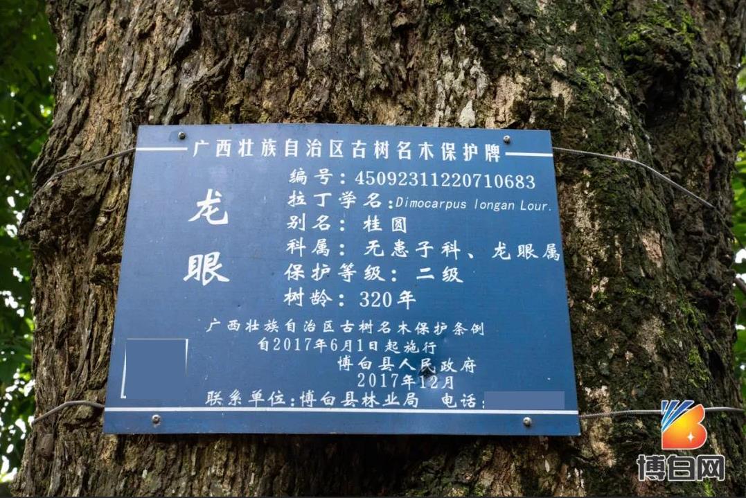 活久见！快成精了？博白发现明朝古树，至今600多年