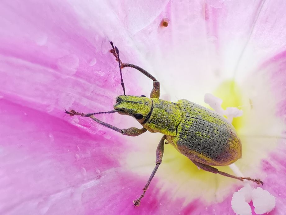 昆虫蚁象,甘薯蚁象是竹笋虫吗