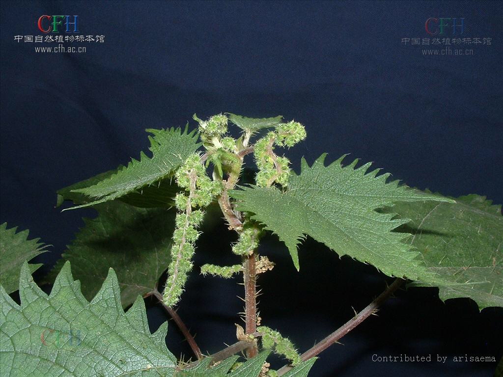 中草药荨麻的功效,荨麻疹有什么中草药可以治疗