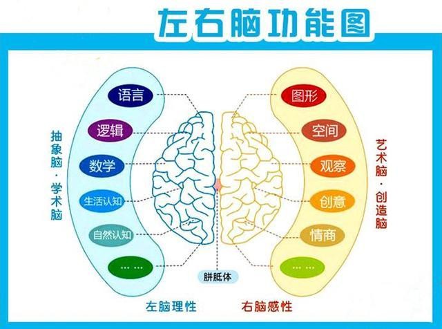 孩子学右脑开发有用吗,早教右脑开发是智商税吗