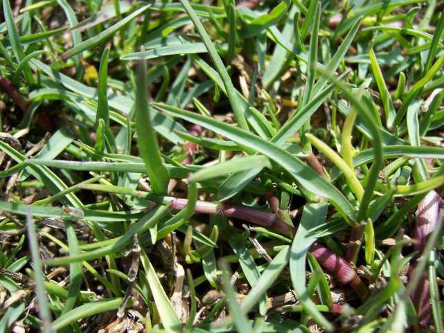 各个属相的幸运植物,十二属相的吉祥植物是什么