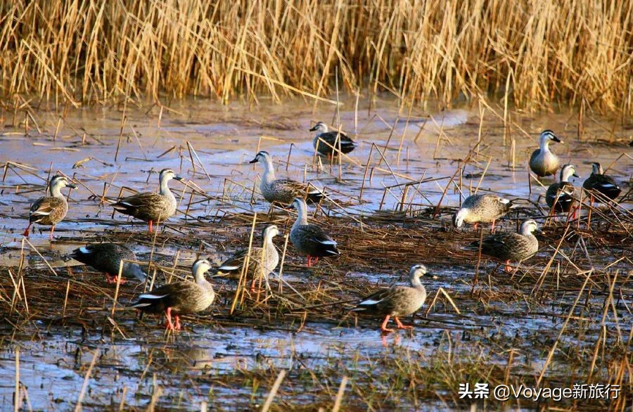27个世界湿地日,世界湿地之都