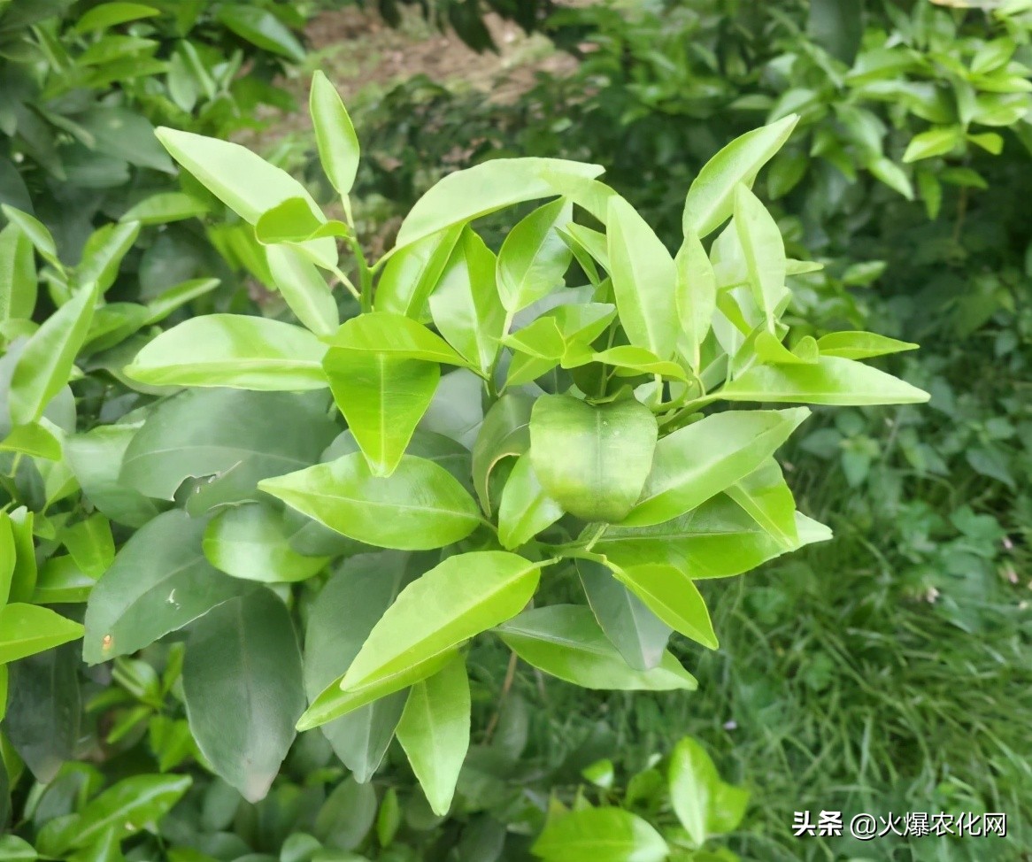 全面替代铜制剂！新一代“击溃爆品”！不伤花果！防治率高达96%