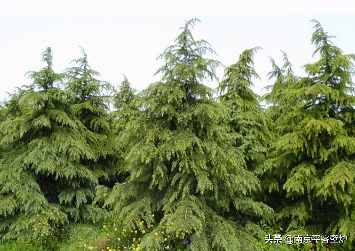 真火壁炉适合什么木材,真火壁炉燃料