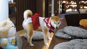 撸柴宠物乐园,广州番禺撸狗圣地