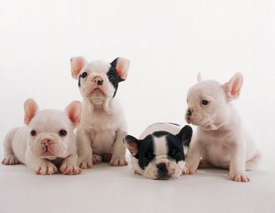 法国斗牛犬5大饮食禁忌不容忽视,怎么训练法国斗牛犬不在家大小便