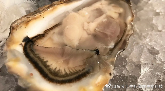 宵夜吃生蚝真实视频,宵夜湛江生蚝生吃