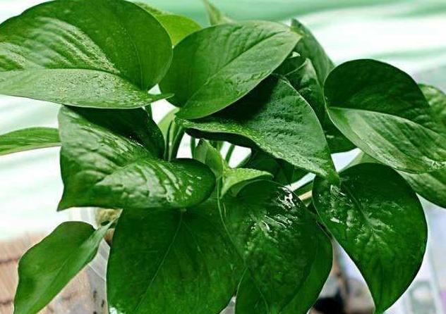 怎么样叶片变得油亮,用什么可以让叶子油亮