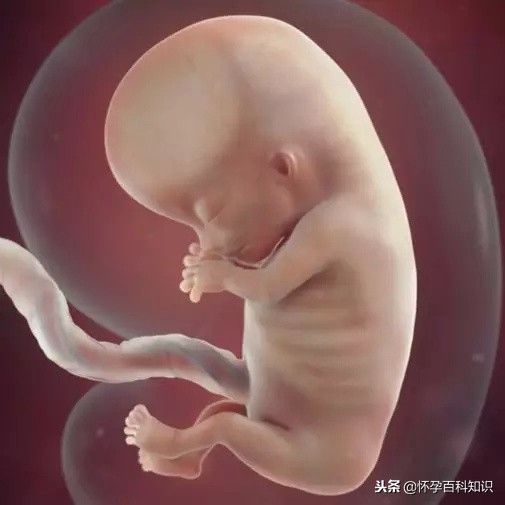 怀孕各个时期胎儿发育过程,怀孕的过程要几天