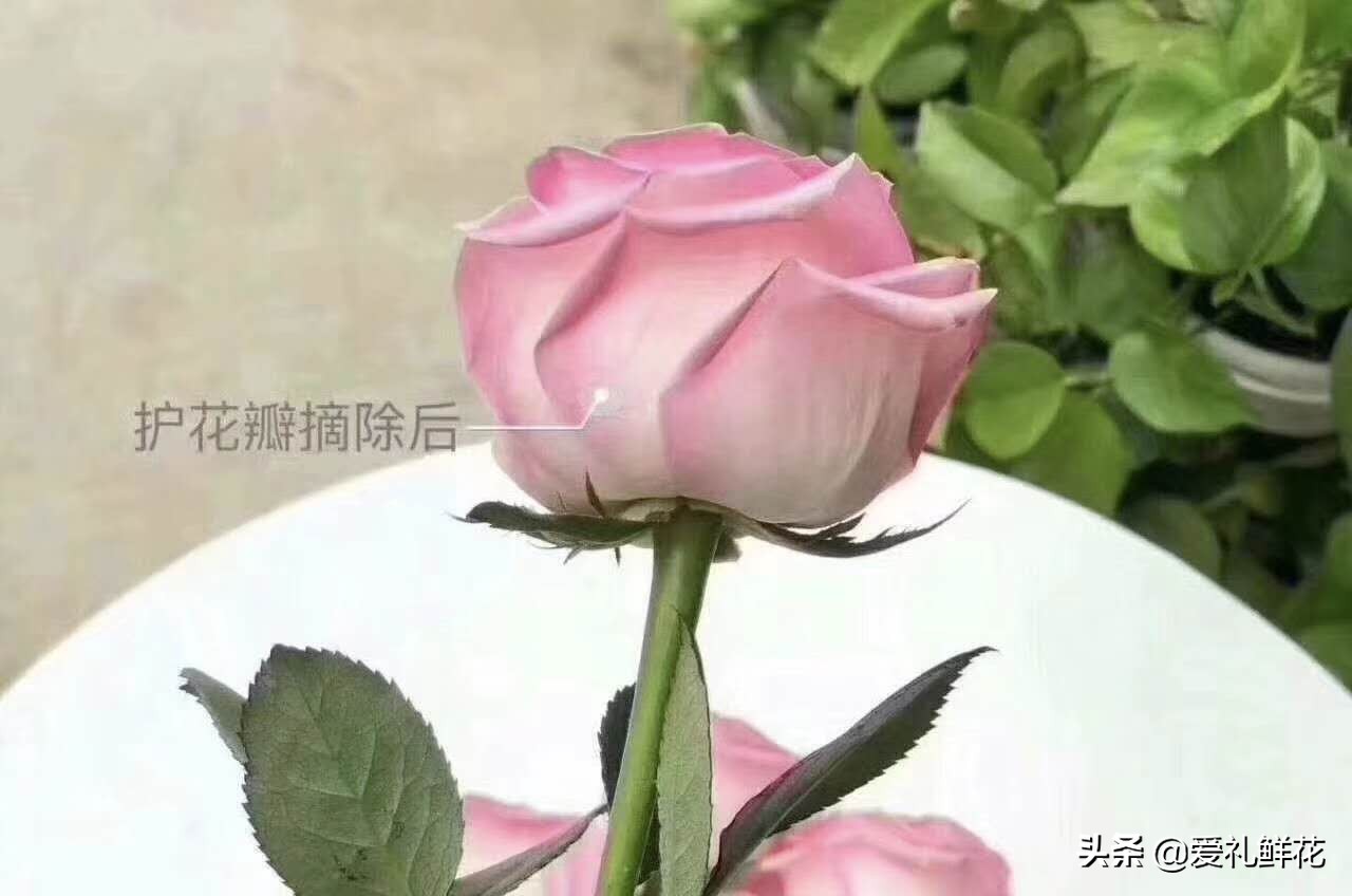 鲜切花玫瑰花上有小白虫子怎么办,鲜切花玫瑰怎样区分品质好坏