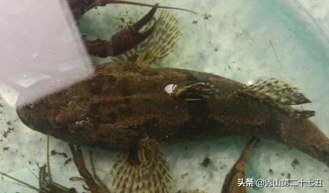 去菜市场买什么淡水鱼好,市场能买到的五大淡水鱼