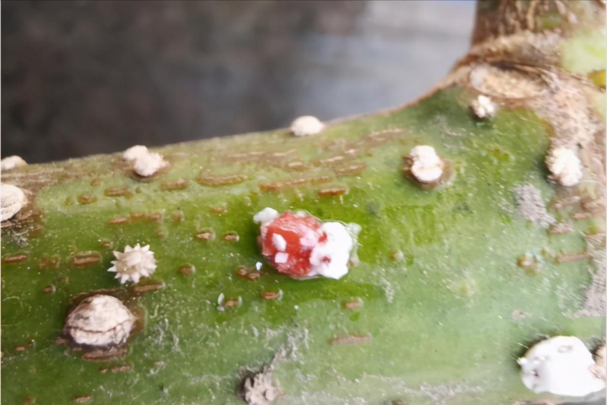 识别介壳虫,怎么判断介壳虫死活