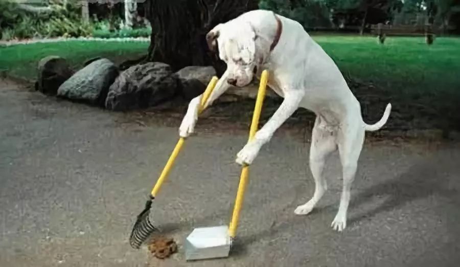 宠物猫粮销量上涨,猫粮一年卖9000万