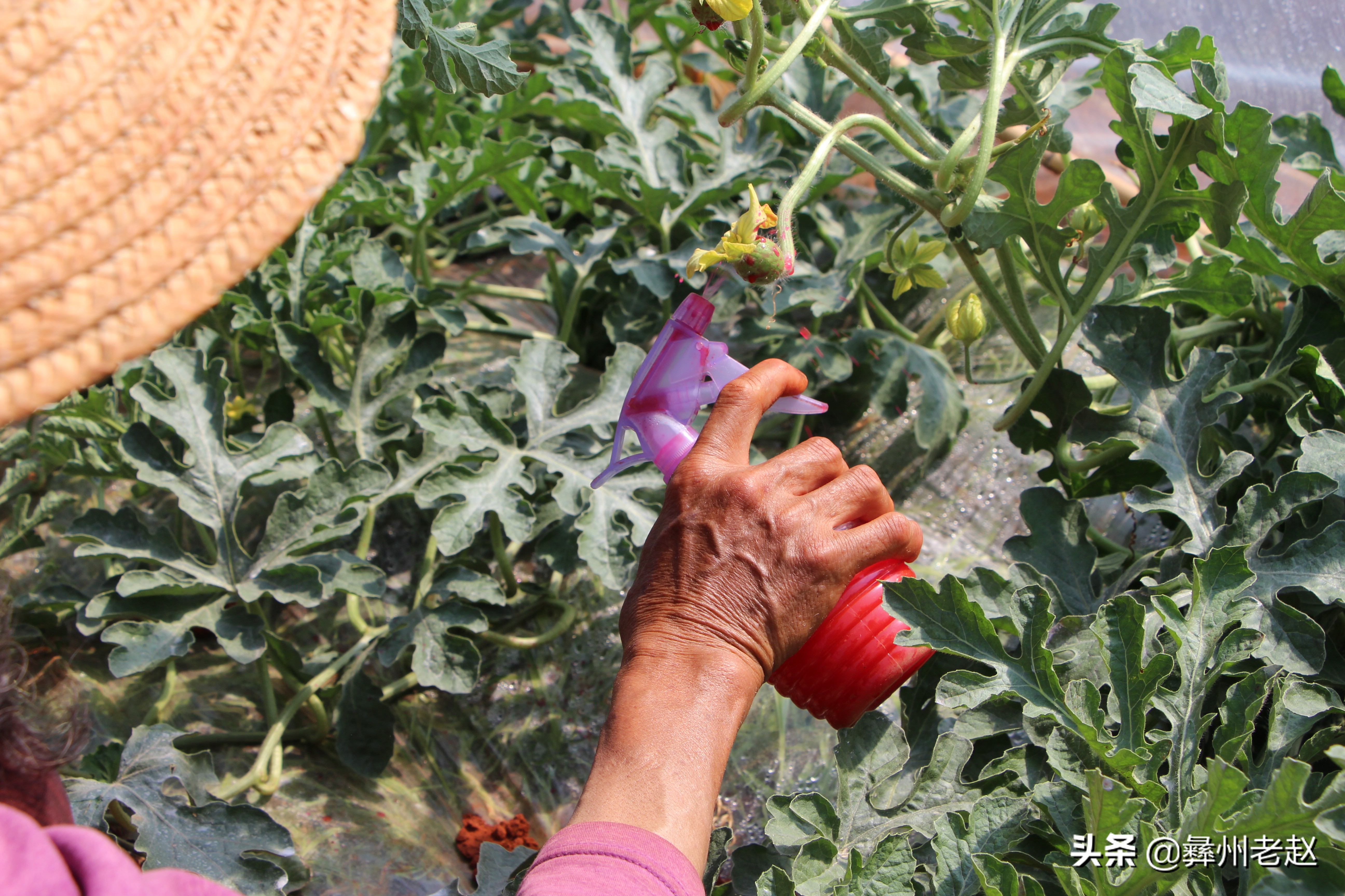 西瓜使用氯吡脲怎么配水,西瓜氯吡脲怎么授粉