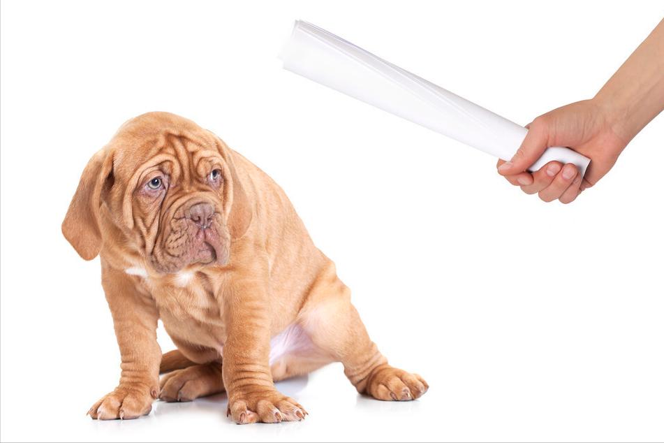 经常打狗狗会有这些后果,经常打狗狗好不好呀