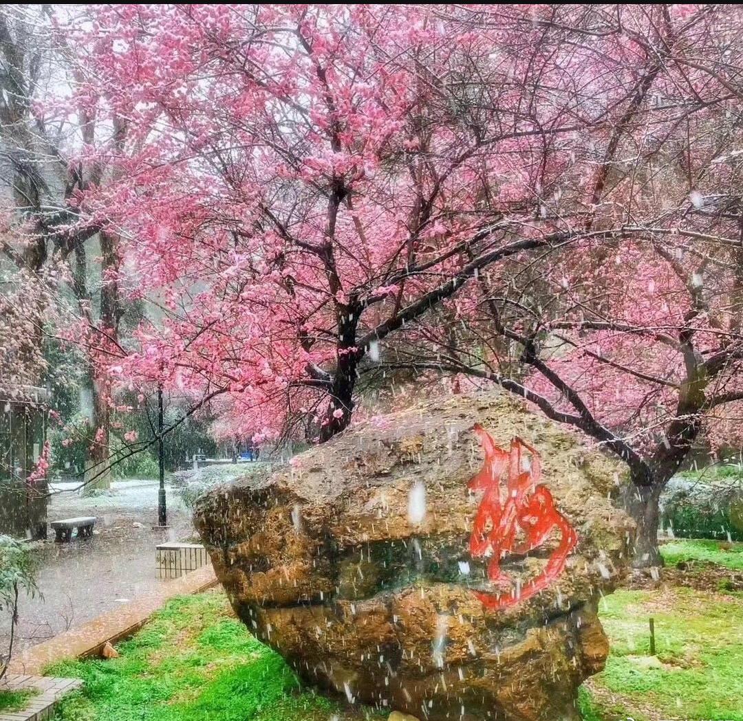 武大樱花与梅花,武大樱花精品欣赏