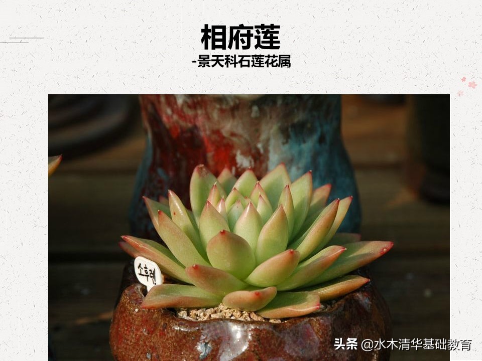 梦幻女王多肉植物百科图谱,原产地多肉植物图谱pdf